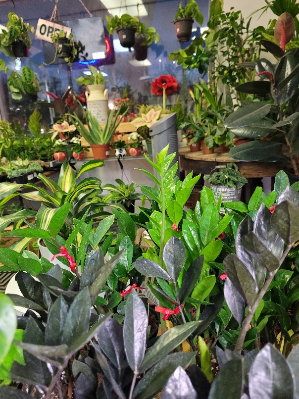 <div>JP's Home Garden&nbsp;</div>Your Local Plant Shop in Winkler for Indoor Plants, Terrariums &amp; Unique Gifts